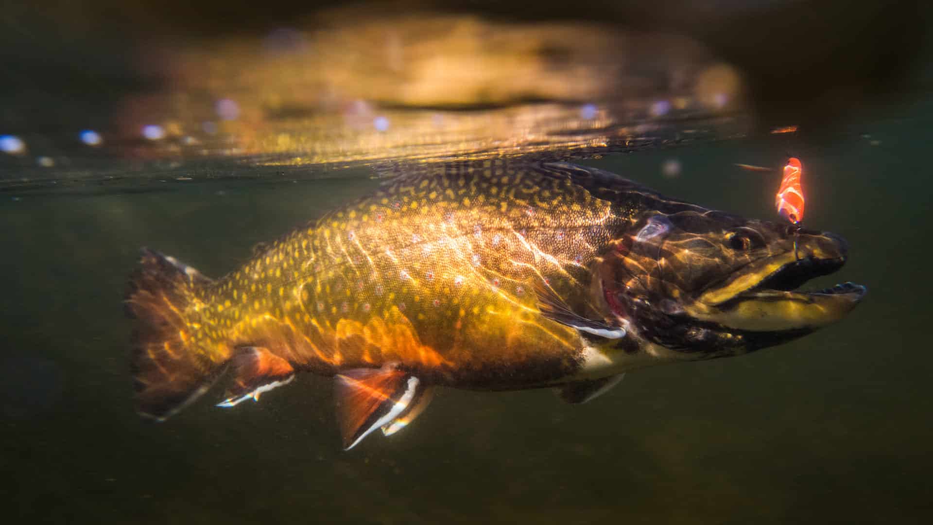 Fishing packages — Club du Lac des Baies – Club du Lac des Baies